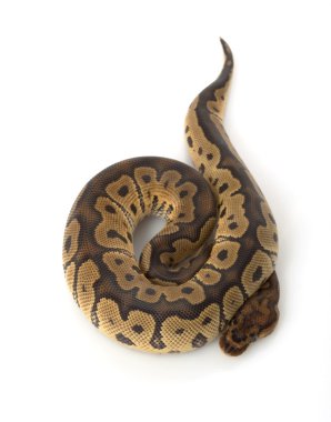 Palyaço top python