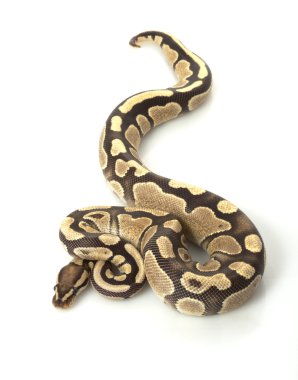 ateş topu python