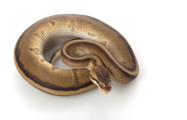 Genetik şerit top python