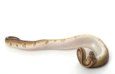 Genetik şerit top python
