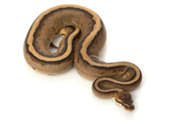 Genetik şerit top python