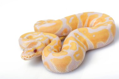 Mor albino piton ball