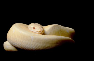 Albino örümcek top python