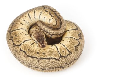 Top Python (Python regius)