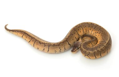 limon patlama top python