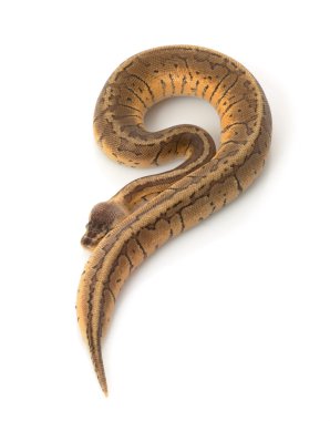 limon patlama top python