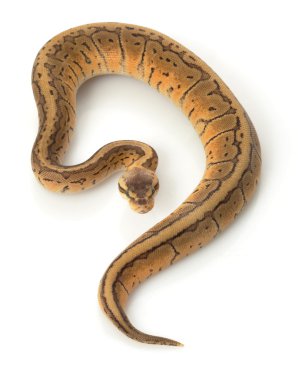 limon patlama top python