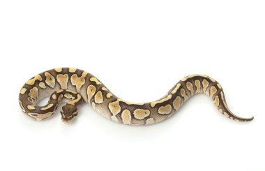 daha az platin top python