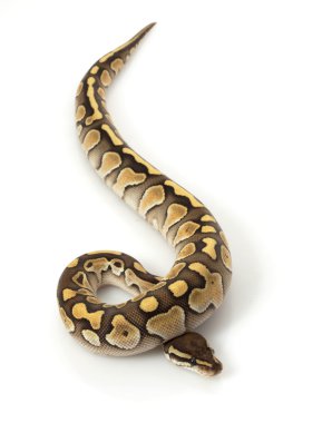 daha az platin top python