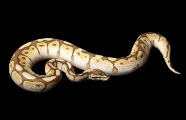 daha az platin örümcek top python