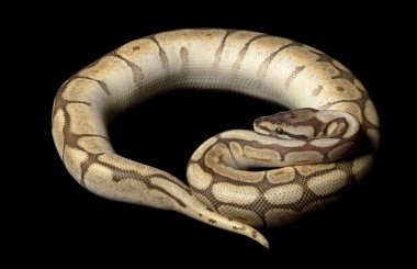 daha az platin örümcek top python