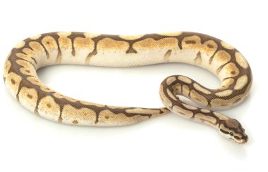 daha az platin örümcek top python