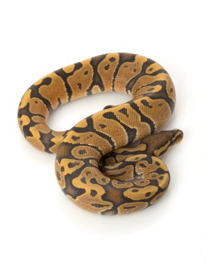 Turuncu hayalet top python