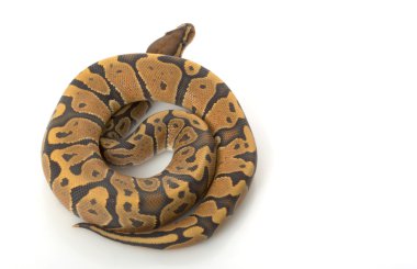 Turuncu hayalet top python