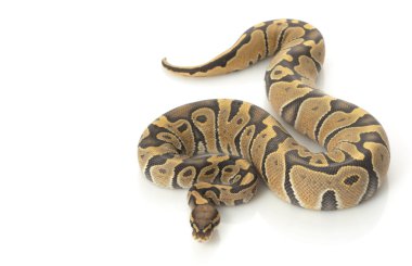 Turuncu hayalet top python