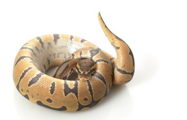 Turuncu hayalet top python