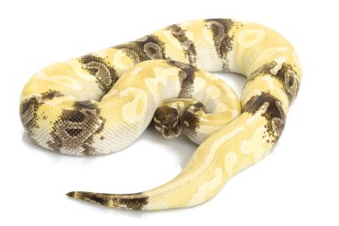 Paradox kristal top python