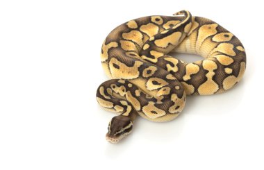 pastel tereyağı top python