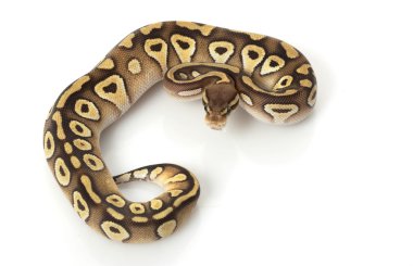 pastel mojave top python