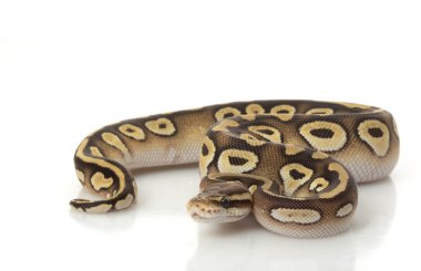 pastel mojave top python