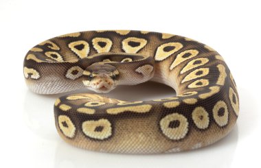 pastel mojave top python