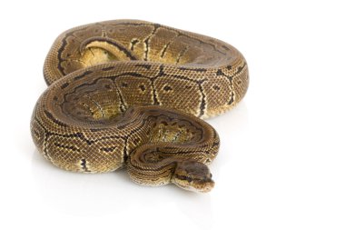 İnce Çizgili Kumaş top python