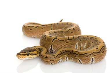 İnce Çizgili Kumaş top python