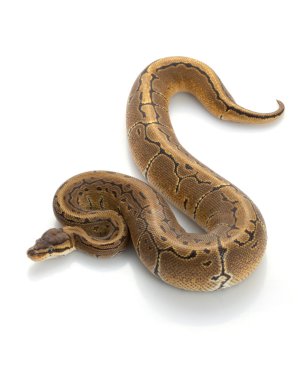 İnce Çizgili Kumaş top python