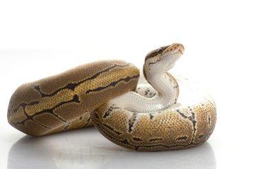 İnce Çizgili Kumaş top python