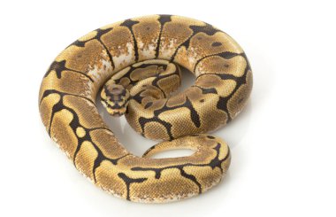 örümcek top python