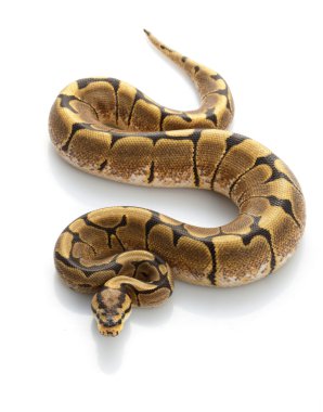 örümcek top python