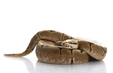 örümcek top python