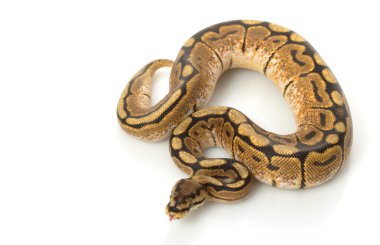 örümcek kadını top python