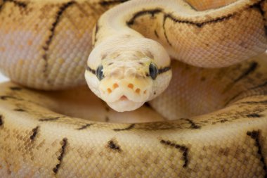 Spinner patlama top python