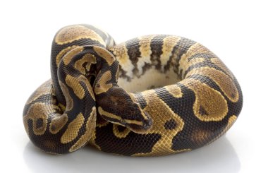 sarı karın top python