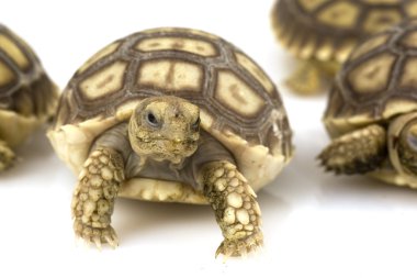 Afrika mahmuzlu kaplumbağa (Geochelone sulcata)