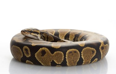 sarı karın top python