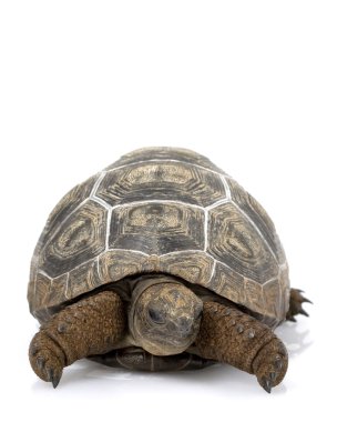 Aldabra dev kaplumbağası.