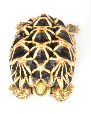 Birman yıldızlı kaplumbağa