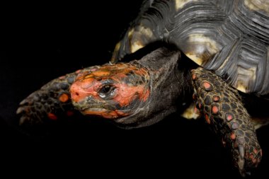 kiraz baş kırmızı ayaklı kaplumbağa