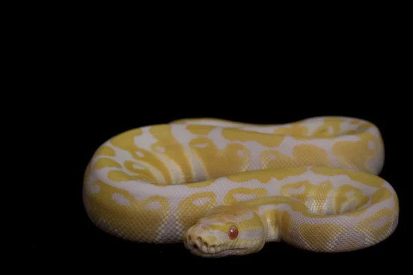 Albino Bola Python — Fotografia de Stock