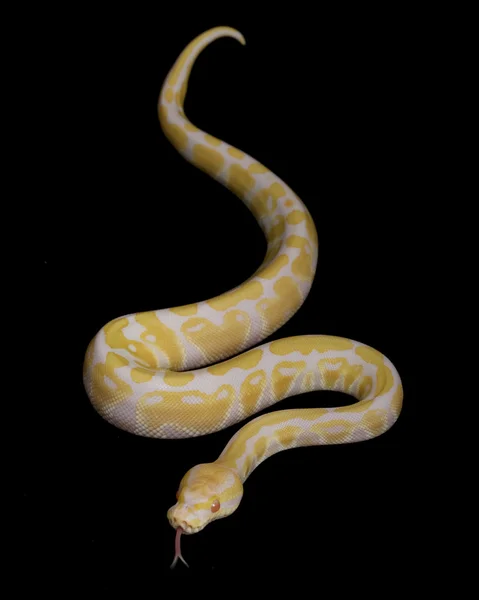 Albino bal python — Stockfoto