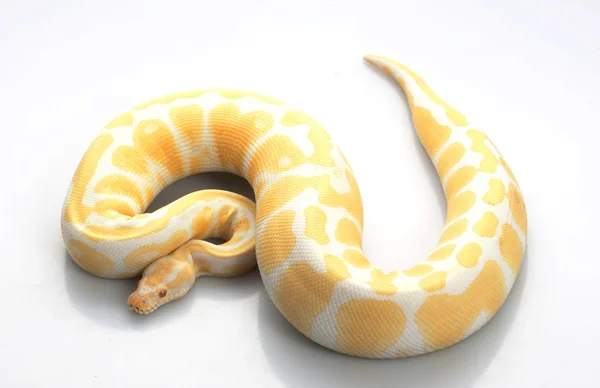 Albino Bola Python — Fotografia de Stock