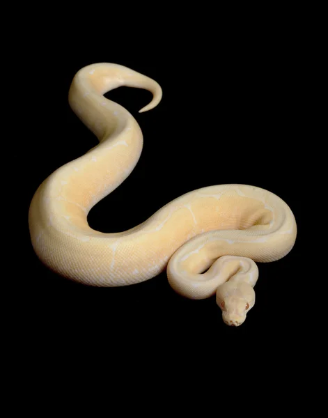 Albinos boule d'araignée Python — Photo