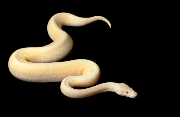 Albino örümcek top python — Stok fotoğraf