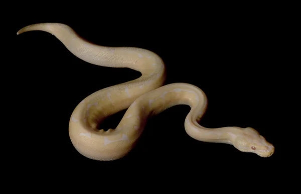 Albino örümcek top python — Stok fotoğraf