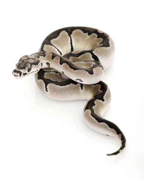 Axanthic 小丑球 python — 图库照片