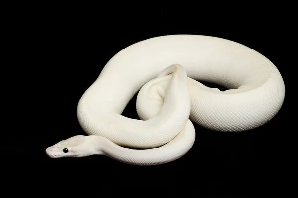 Serpent Python Blanc