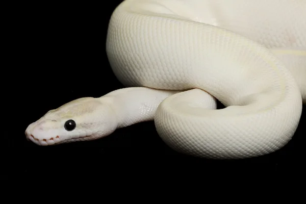 Python boule d'ivoire — Photo