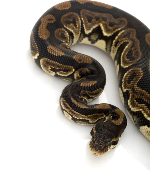 Czarna Bila pastelowych Pythona — Zdjęcie stockowe